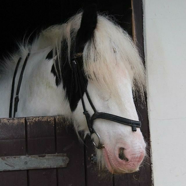 Boxley Riding School | Maidstone