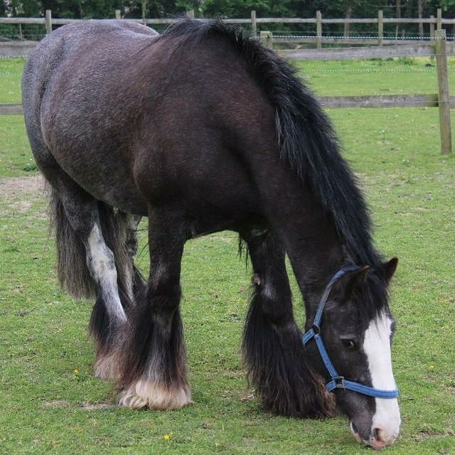 Boxley Riding School | Maidstone