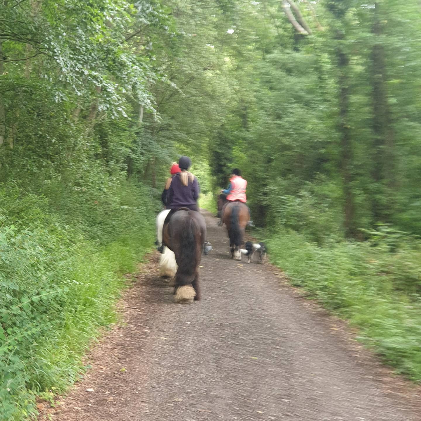 Boxley Riding School | Maidstone
