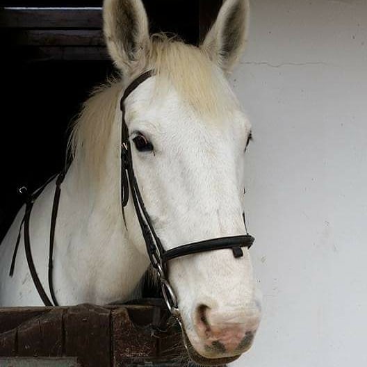 Boxley Riding School | Maidstone