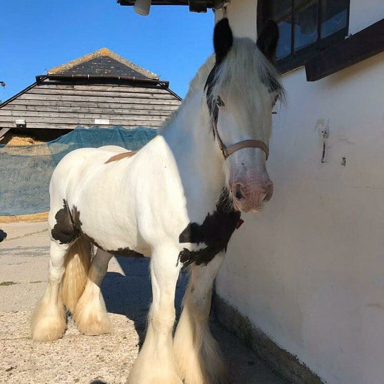 Boxley Riding School | Maidstone