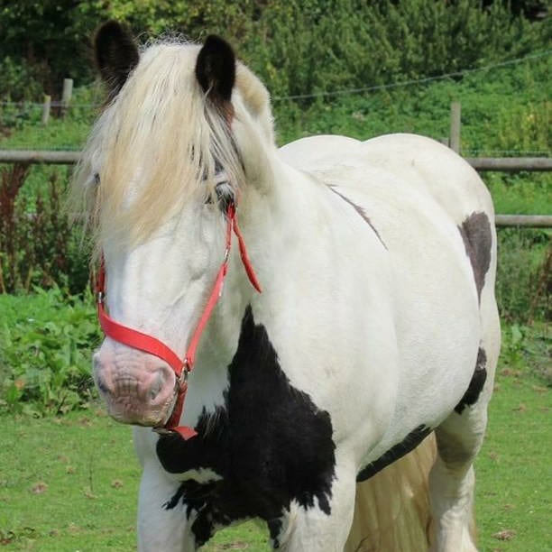 Boxley Riding School added a new photo. - Boxley Riding School