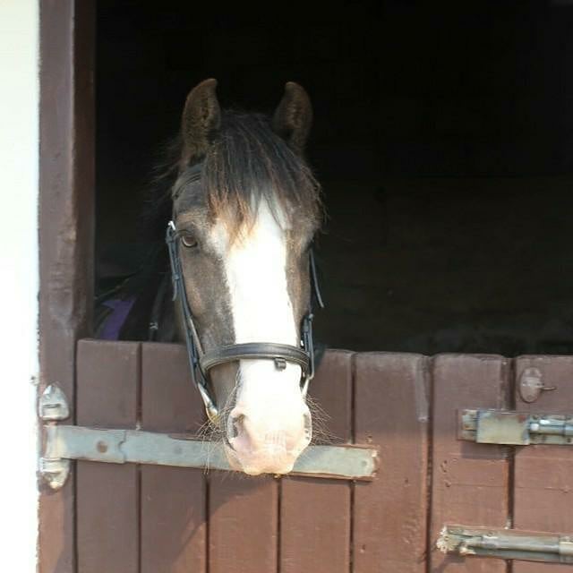 Boxley Riding School | Maidstone
