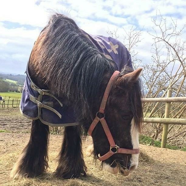 Boxley Riding School | Maidstone