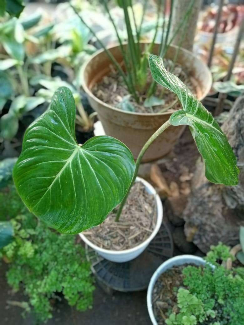 Rengganis Florist | Situbondo