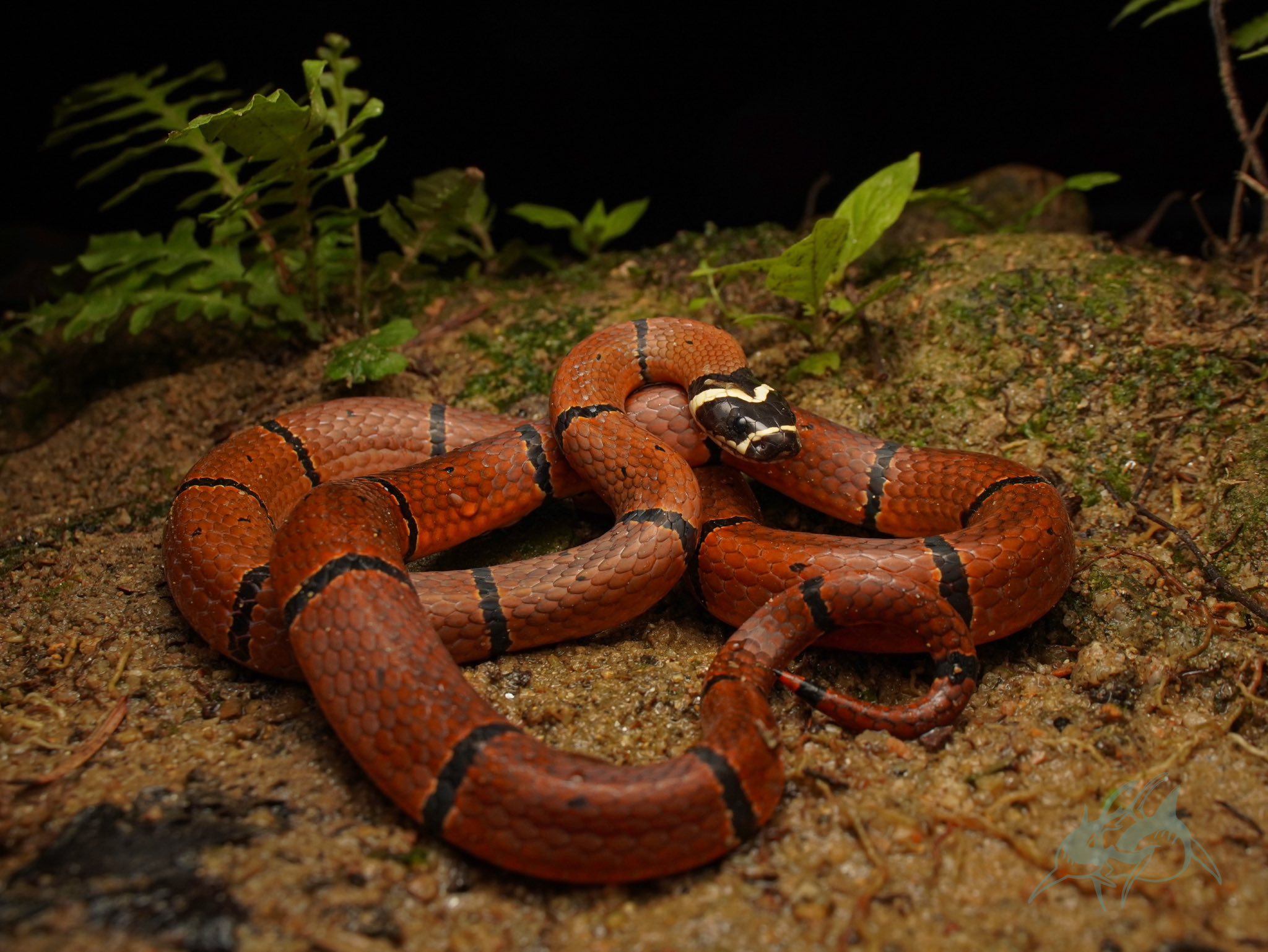 Herping the Globe | Encountering 3 Snake Species on a Chilly 18°C Night ...