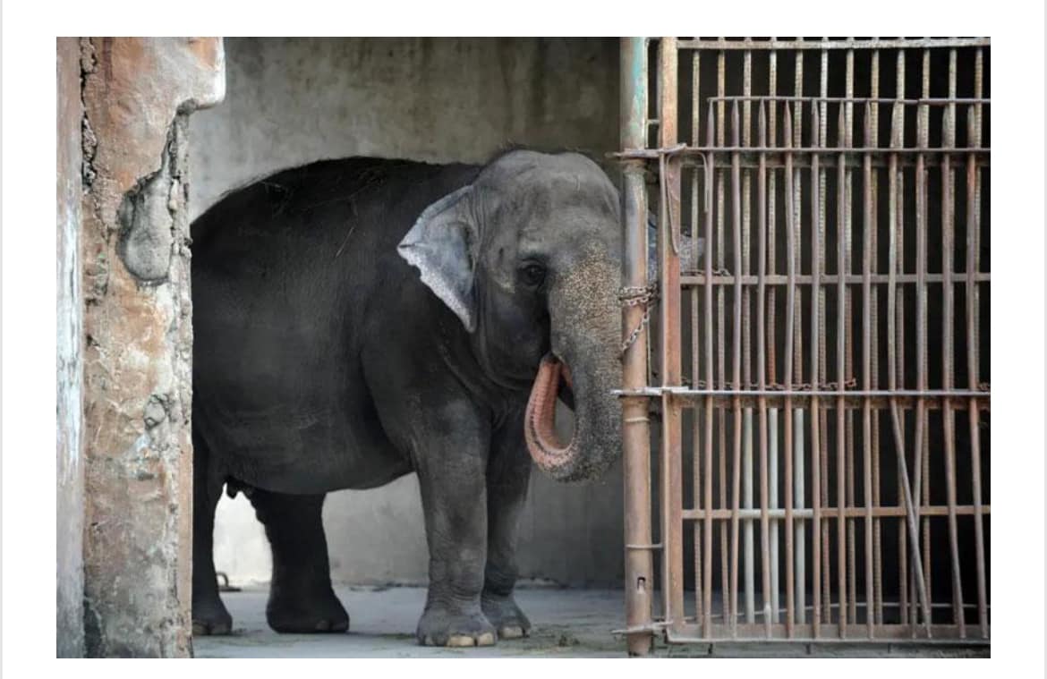 ♥️🙏🏼🐘🙏🏼♥️ RIP dear... - Free All Captive Elephants - FACE