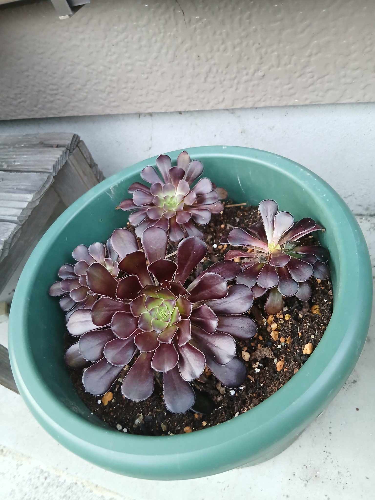 多肉植物初心者クラブ | Facebook