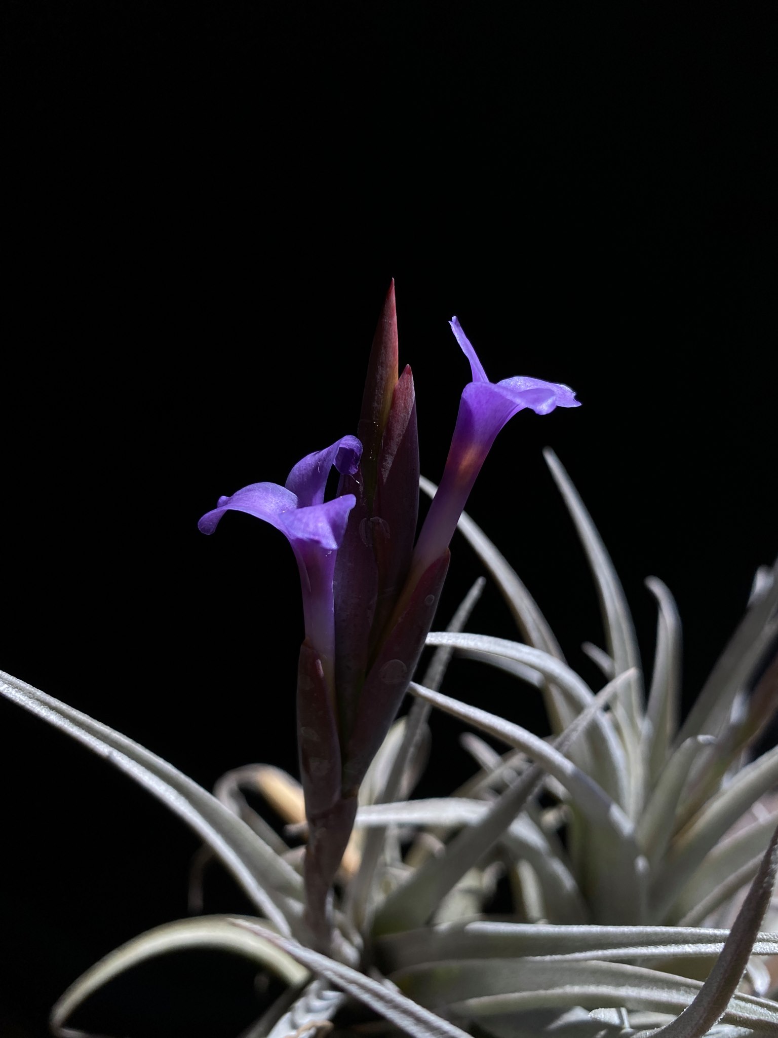 Tillandsia zecherii cafayatensis 欧州産
