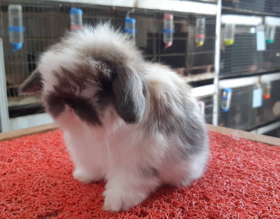 Garage Rabbitry - 23 Day . Imago's Valdo (Out from Imago's...