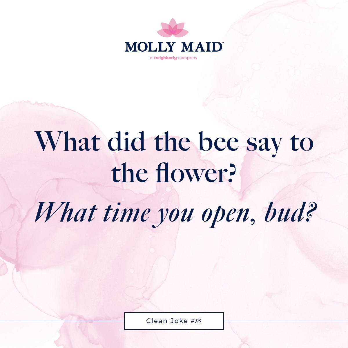 MOLLY MAID of Gainesville Home Facebook