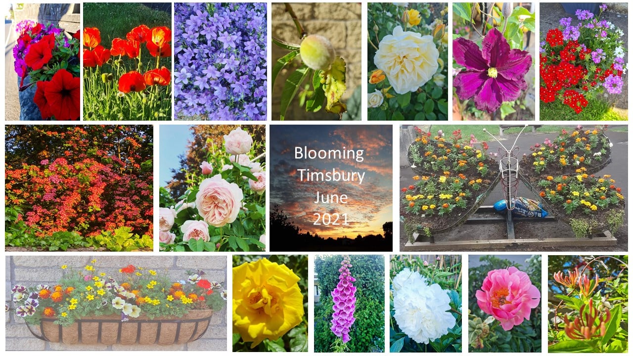 Timsbury Rocks!!!!! | Timsbury in June 2021