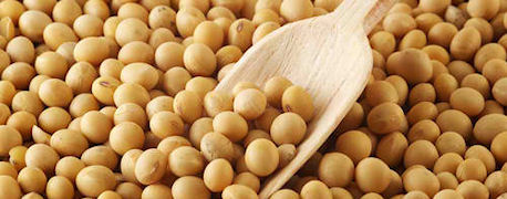 Okara Nutrition