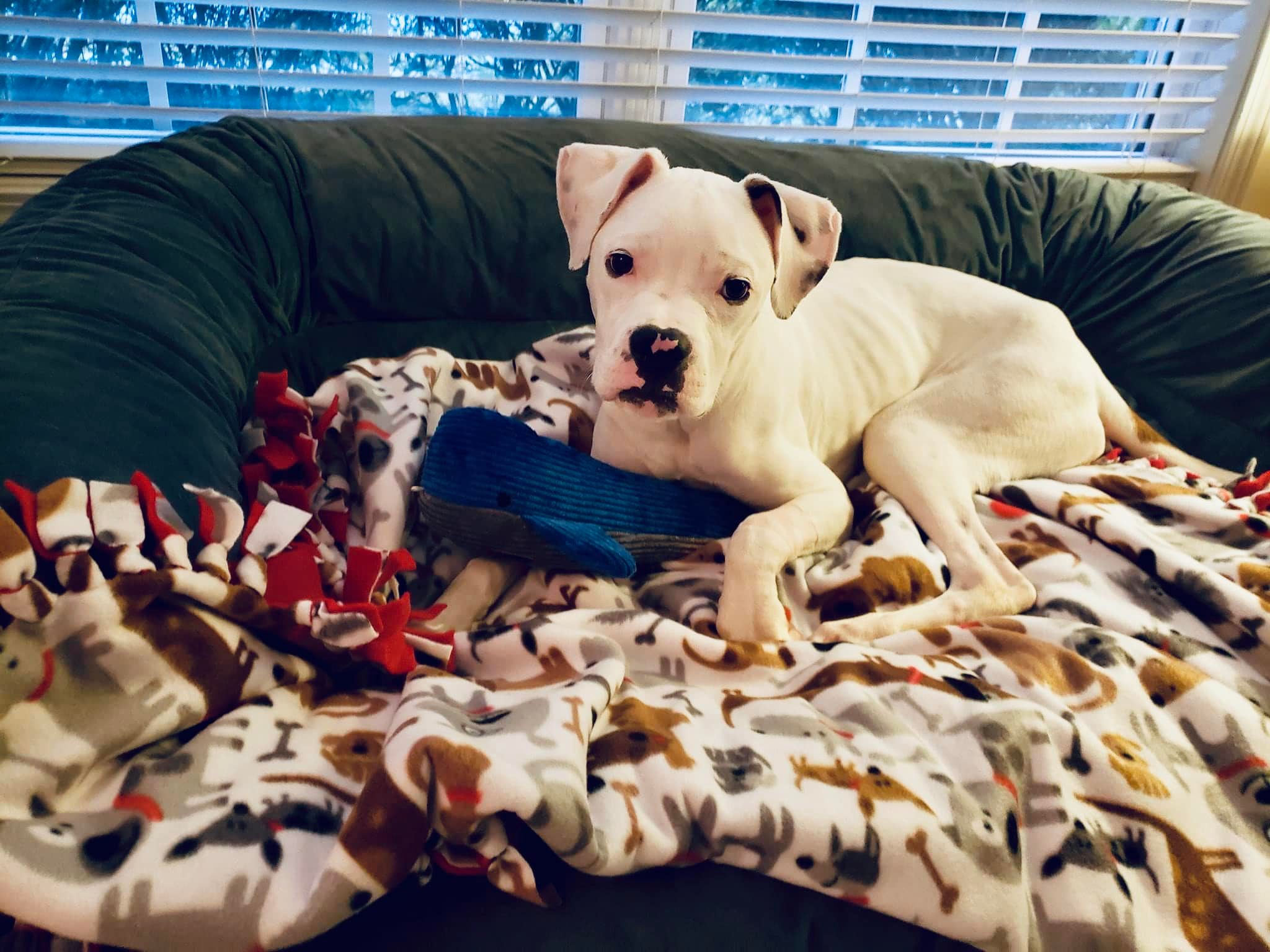 Teddy here! A few weeks back, the... - Atlanta Boxer Rescue