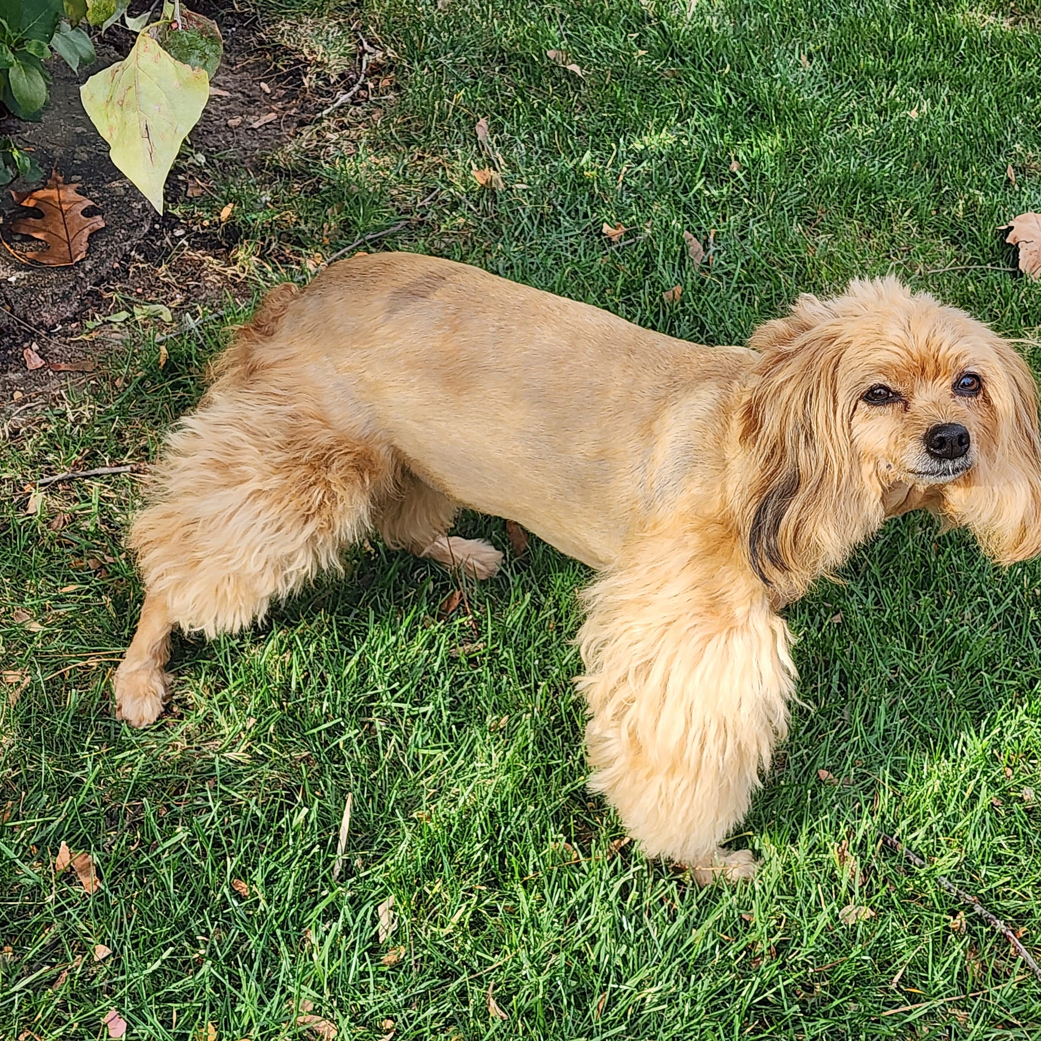 Is my dog a papipoo?