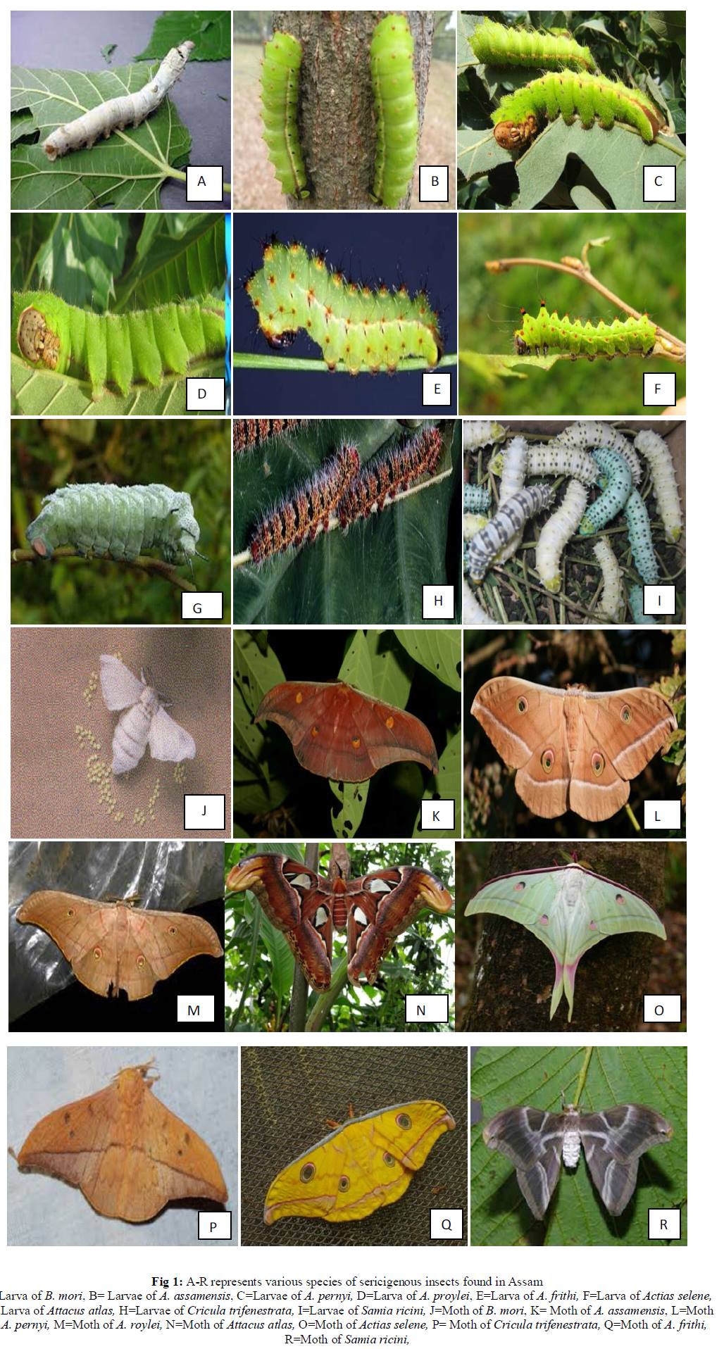 Journal of Entomology and Zoology Studies