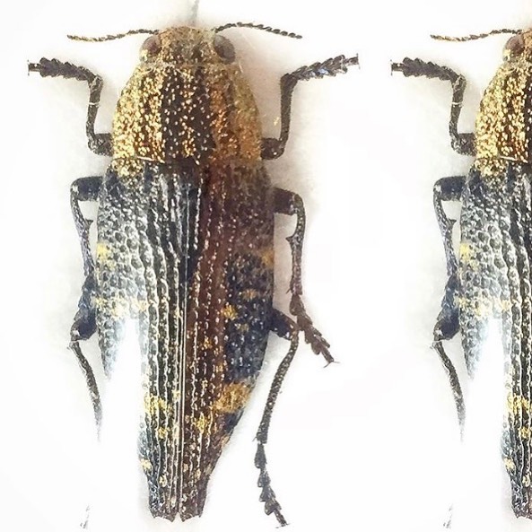 The Kayakuya - アーカイブ #アマミキンモンフタオタマムシ 奄美大島
