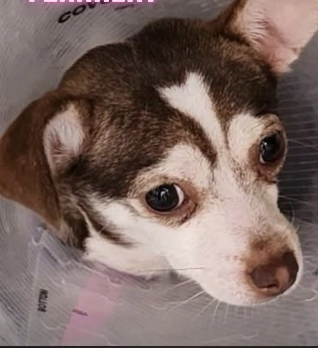 C*a様 Chihuahuaページ Missing Chihuahua Bella in Seville, Ohio - Last Seen Wednesday at