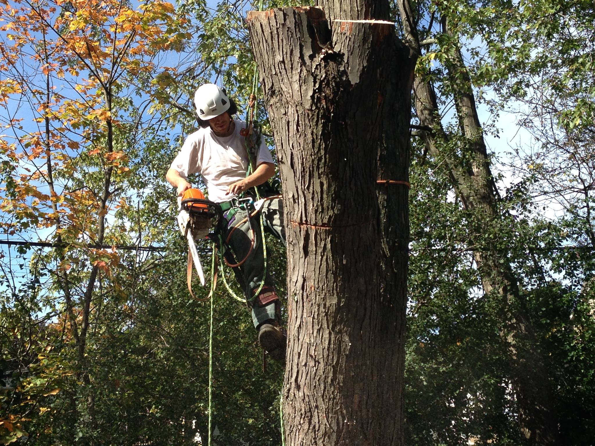 BigLeaf Tree Service | Toronto ON