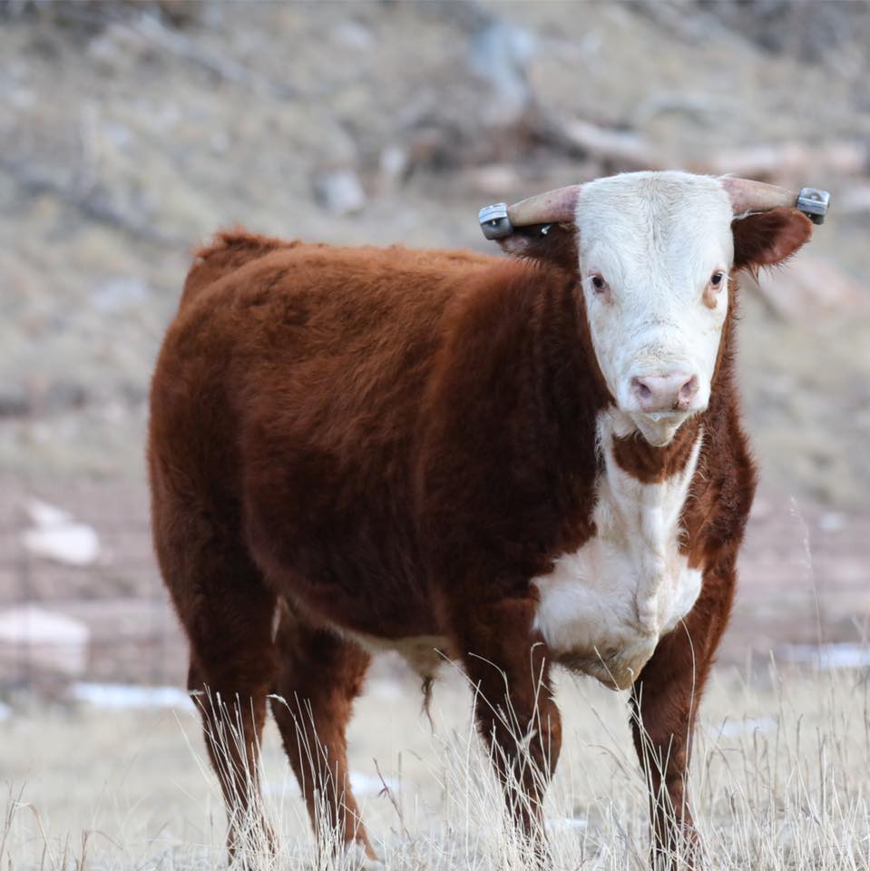 The future of the ranch coming in! | Wilhelm Cattle | Facebook
