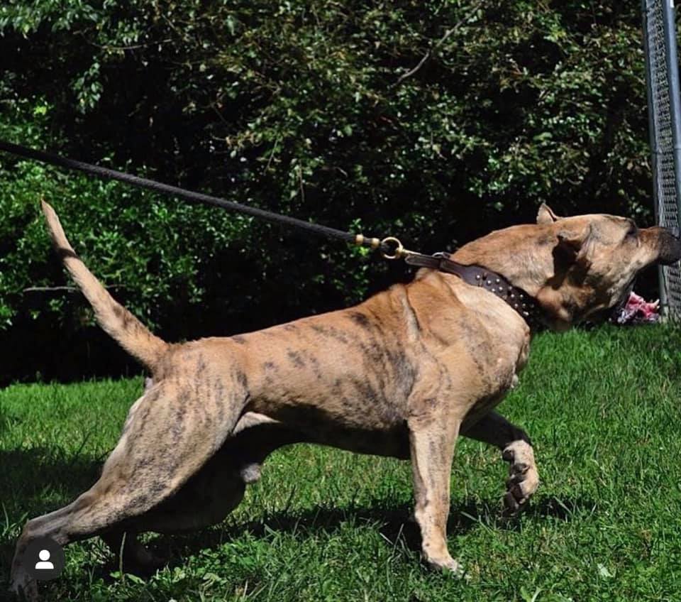 Southern Kennels Gr. Ch. Mayday Rom - 🌌🐊 𝙏𝙃𝙀 𝘾𝙍𝙀𝘼𝙏𝙊𝙍 𝙊𝙁 𝙏𝙃𝙀 𝘽𝙀𝙎𝙏 𝙊𝙁 𝘼𝙇𝙇 ...