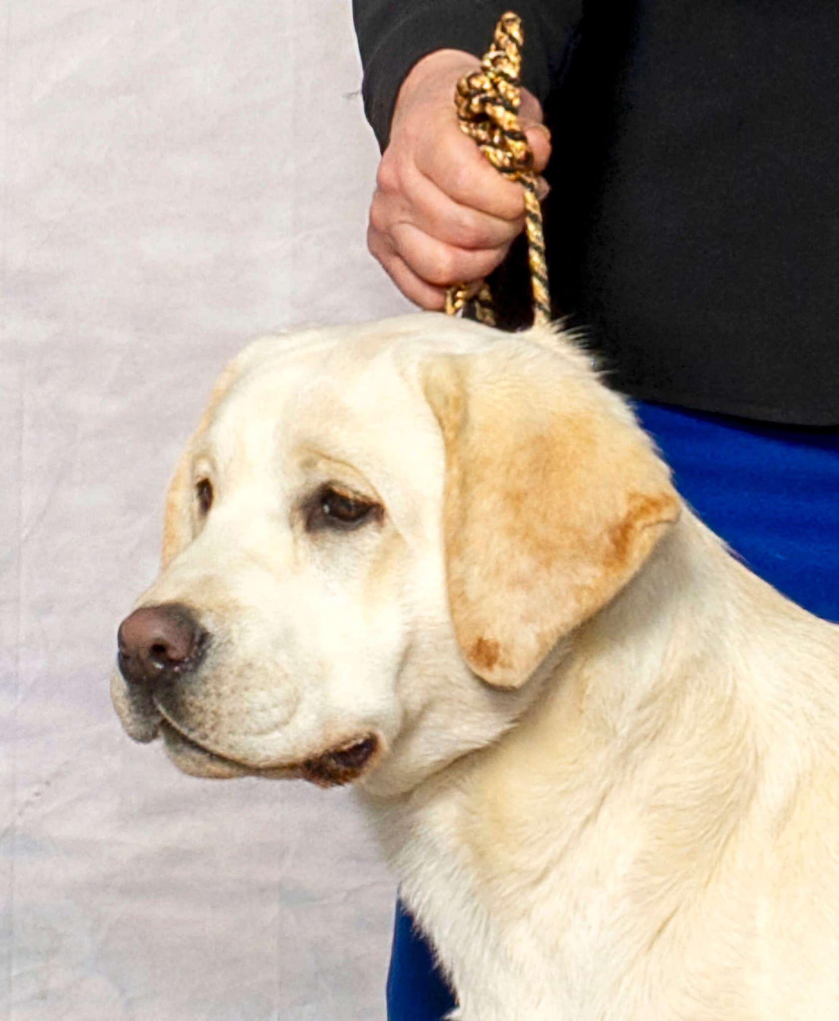 Seahawk Labradors | Stewartstown PA
