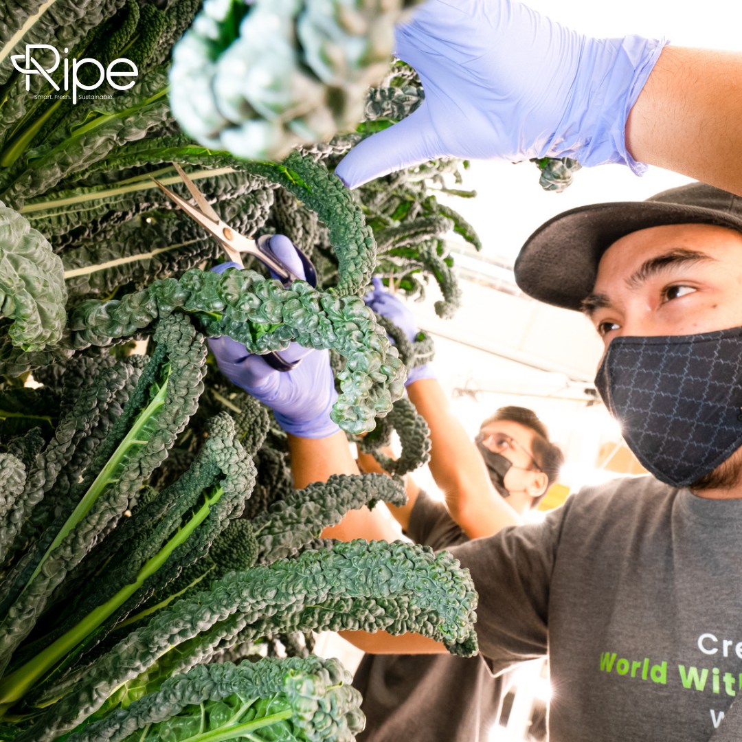Ripe - 📣 LIVE updates from Ripe 📣 Hello Ripe family, it's... | Facebook