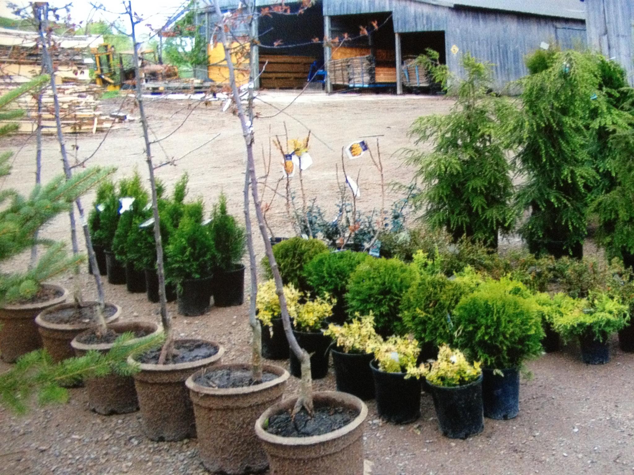 Thompson Tree Nursery Inc... - Thompson Tree Nursery Inc
