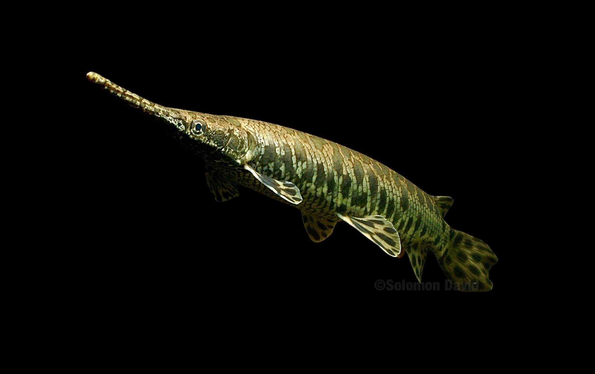 Here’s arguably “the most famous”... - Primitive Fishes