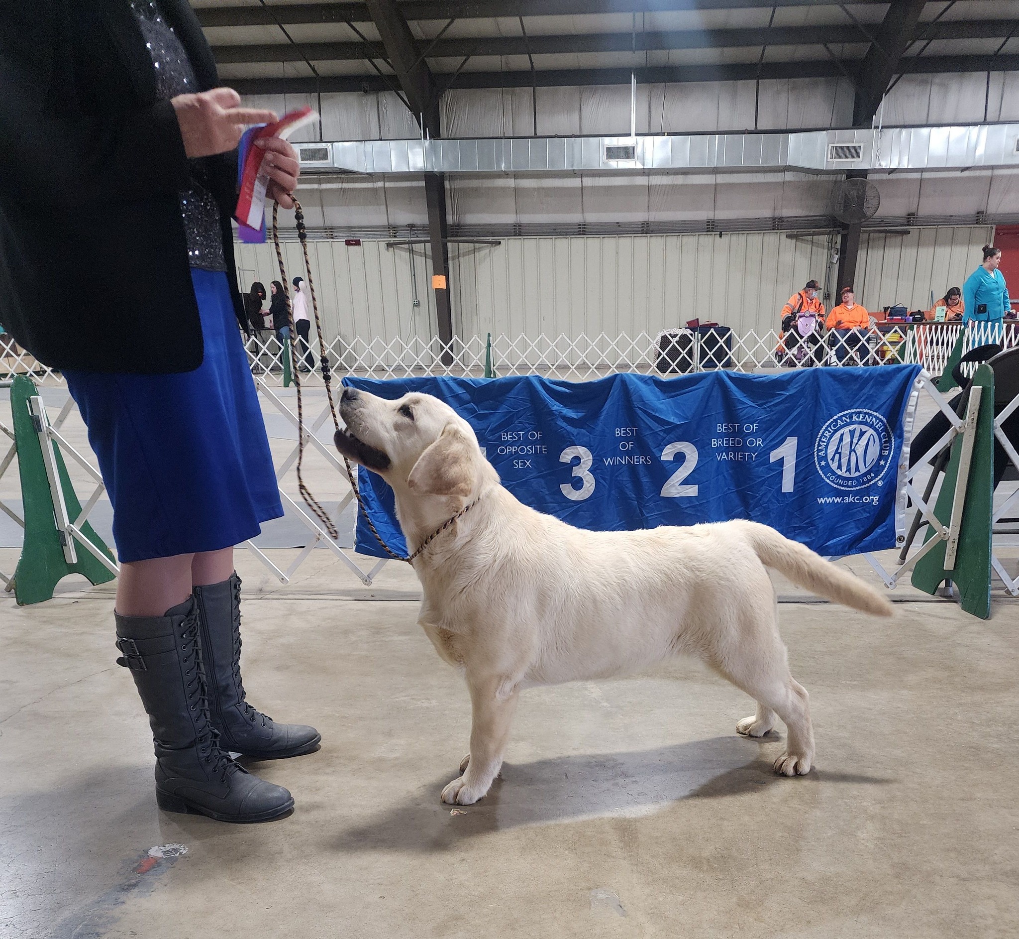Seahawk Labradors | Stewartstown PA