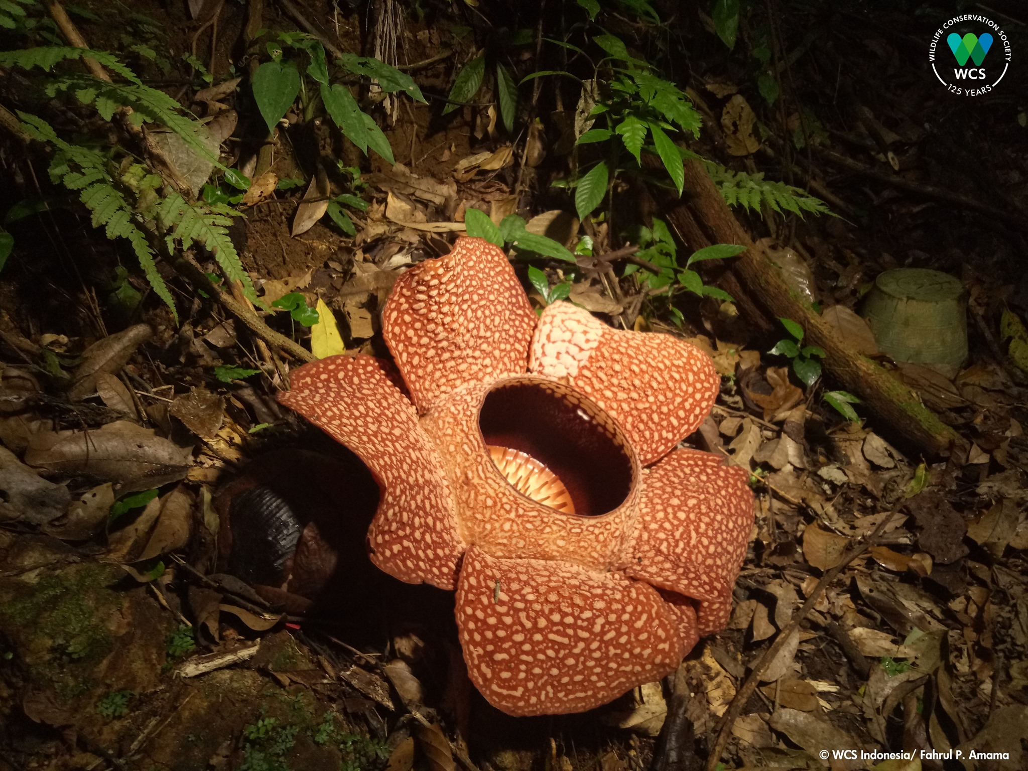 WCS Indonesia - Halo #KawanTaman, yuk lihat padma raksasa (Rafflesia ...