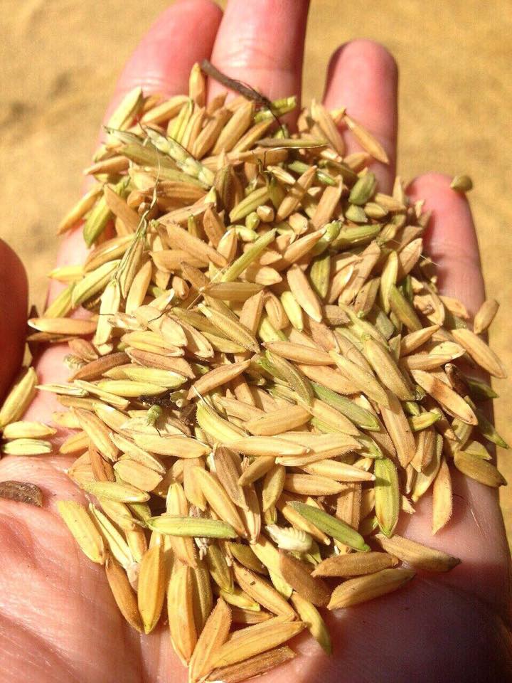NoBle Organic Rice