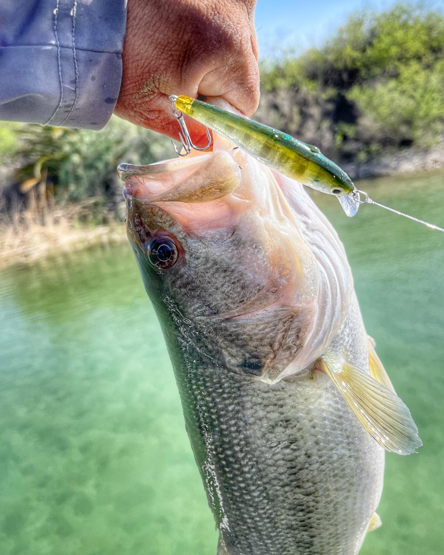 bass fish chasing lure Custom T-Shirt: Largemouth Pebble / 2XL The Background is removed What lures work well for