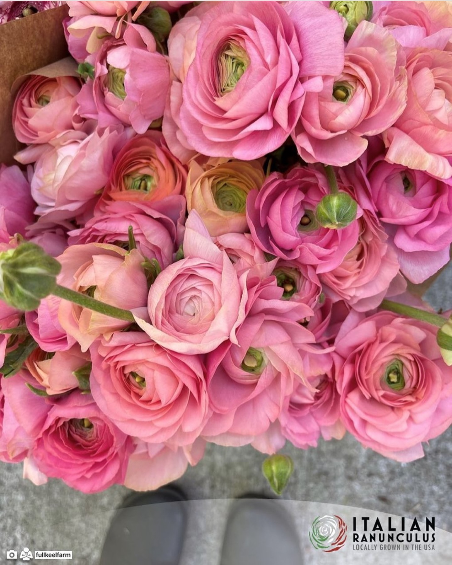 Italian Ranunculus