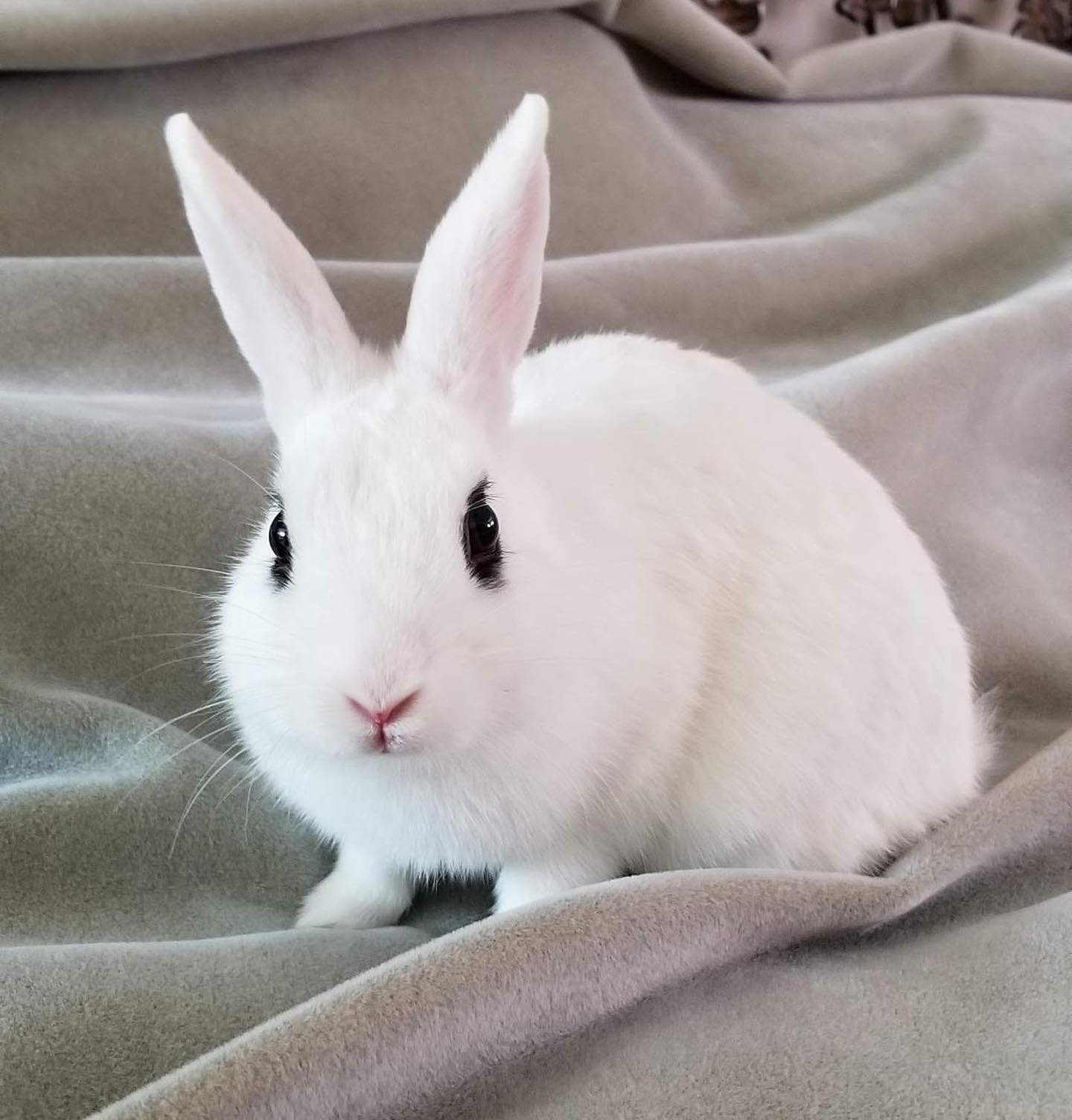 Hops + Co. Small Animal Rescue
