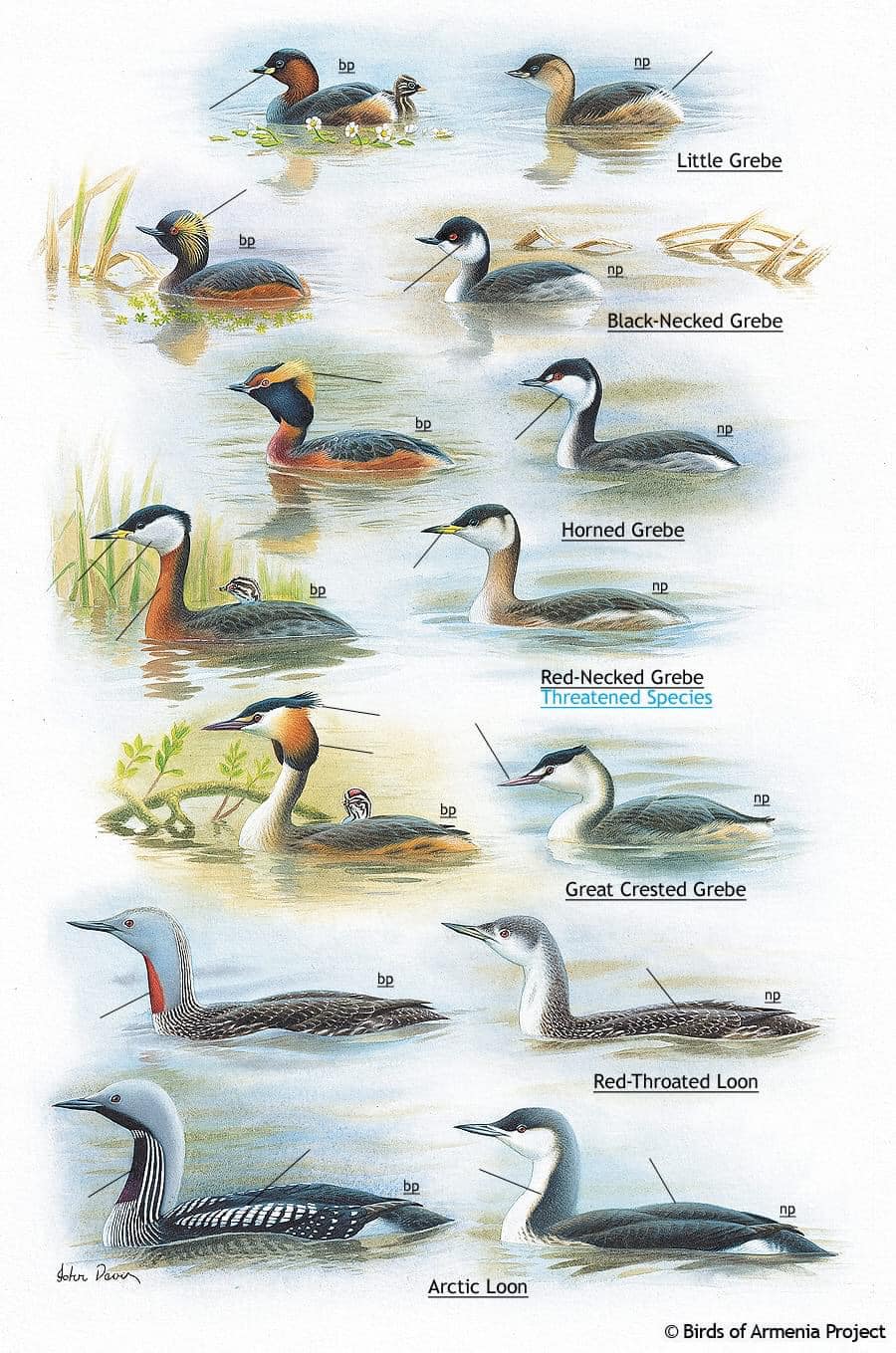 EnviroBunny - Understanding Different Types of Birds (Part...
