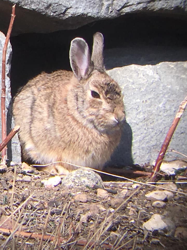 Fans - Louisville Open Space Species of the Week: Desert, Mountain, and ...