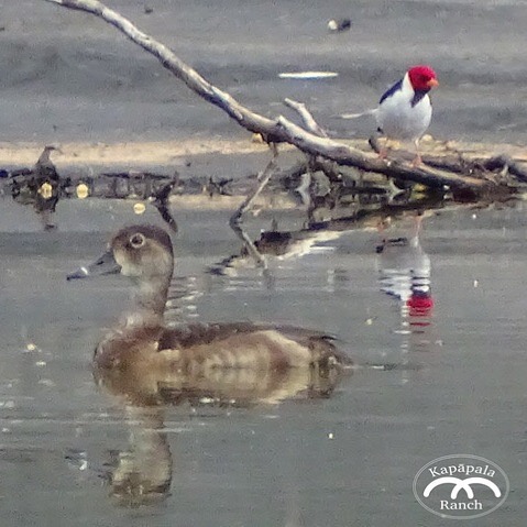 Kapapala Ranch - Meet this young nēnē gosling nicknamed...