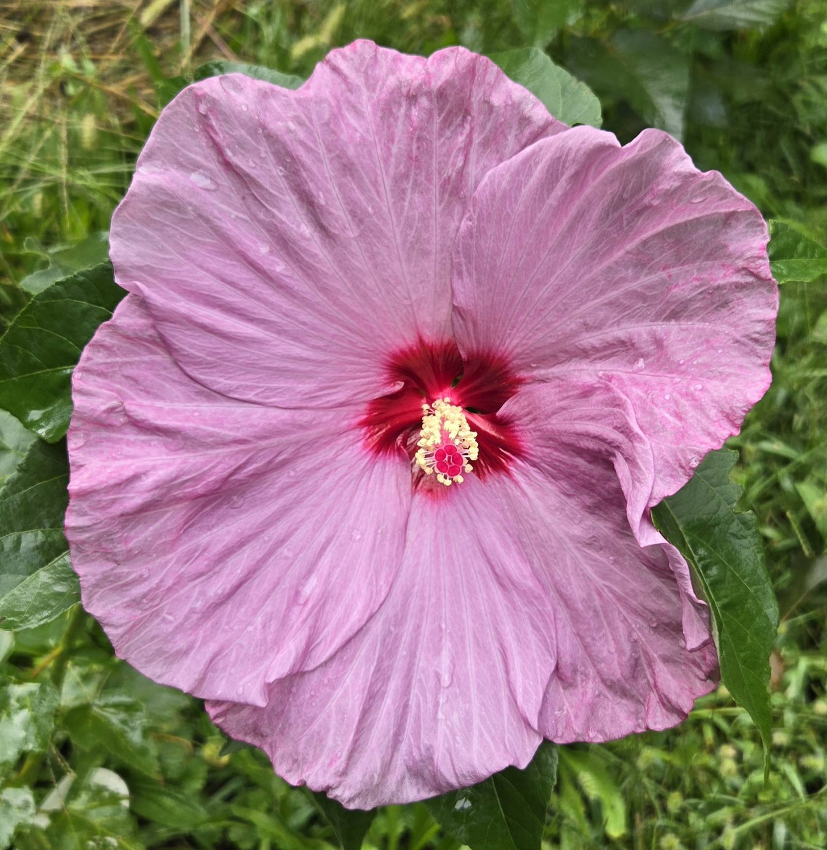 Hardy Hibiscus varieties in Zone 6a Maryland