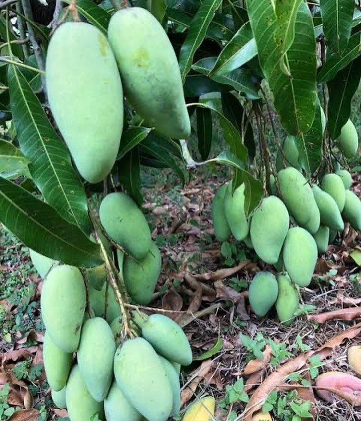 タイスイーツマンゴー苗木Khiew Yai Krasuai mango, a unique Thai variety with complex flavor