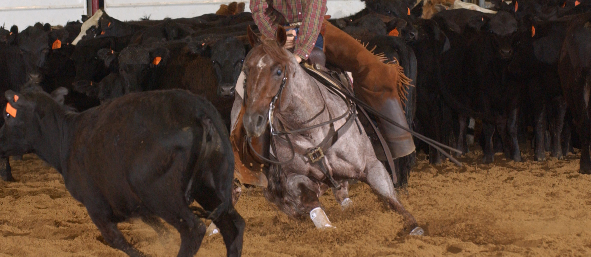 Ranch... - Ranch Sorting National Championships (RSNC)