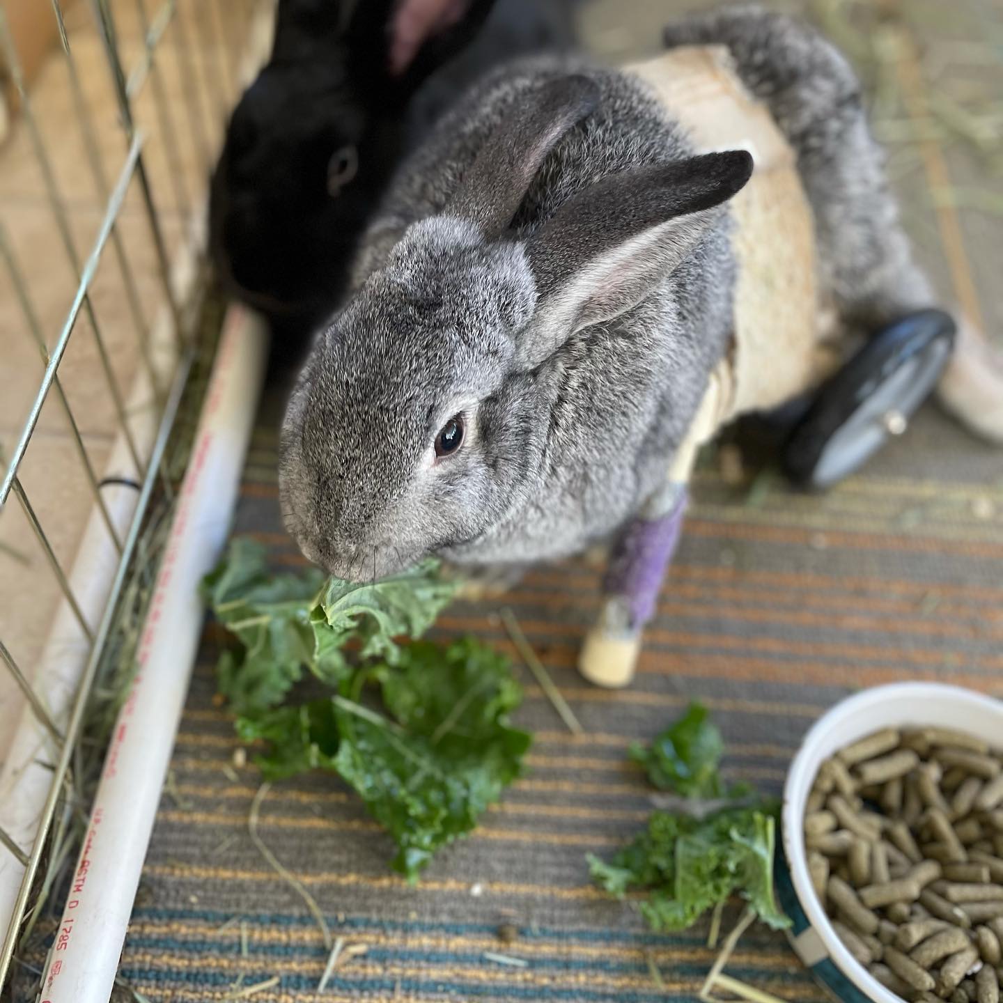 Happy 1st Birthday to Pebbles and... - Alabama Rabbit Rescue