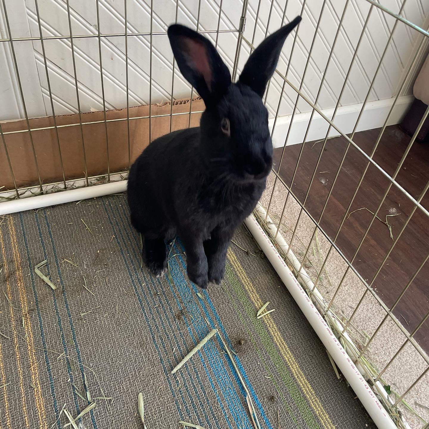 Happy 1st Birthday to Pebbles and... - Alabama Rabbit Rescue