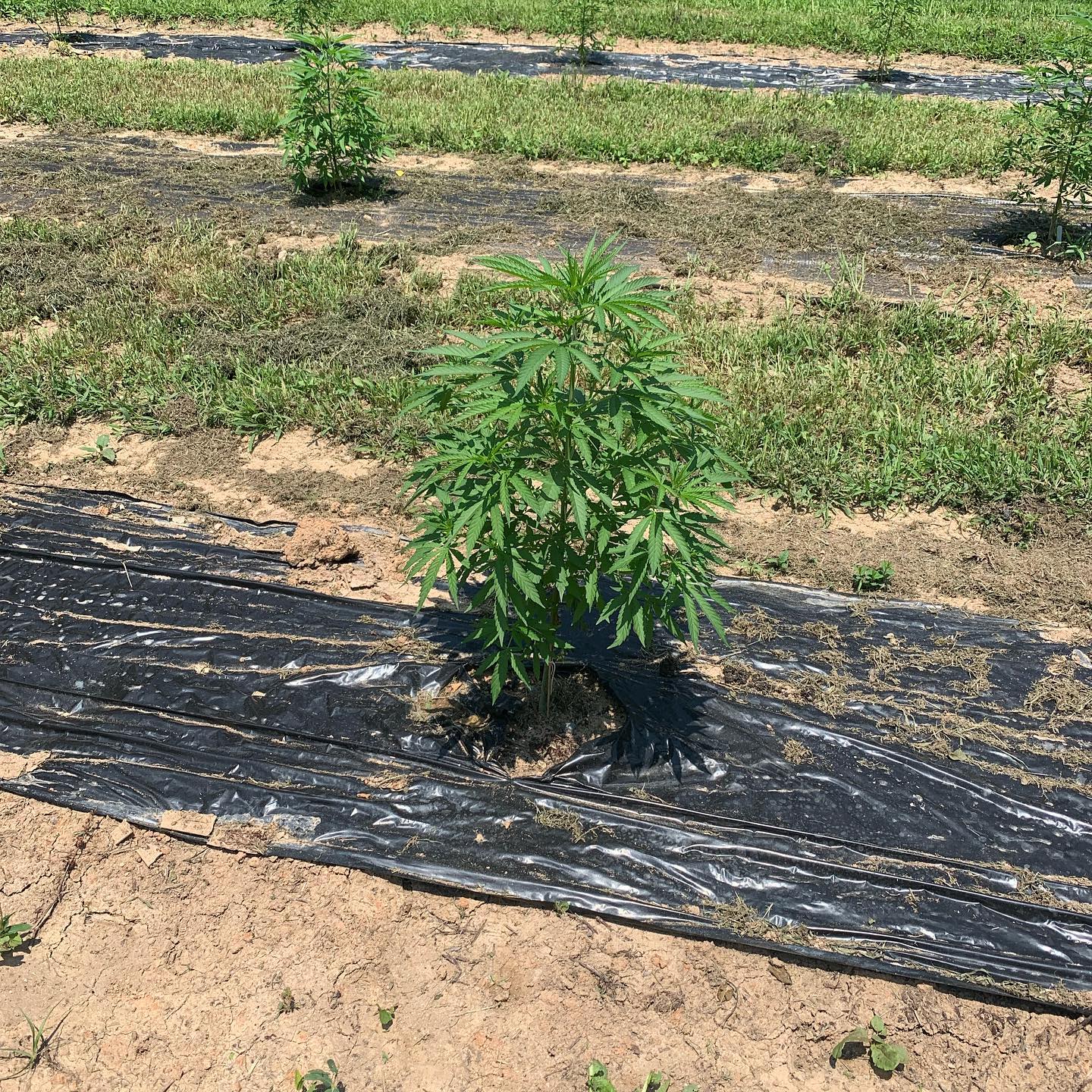 Smokey Ridge Farm