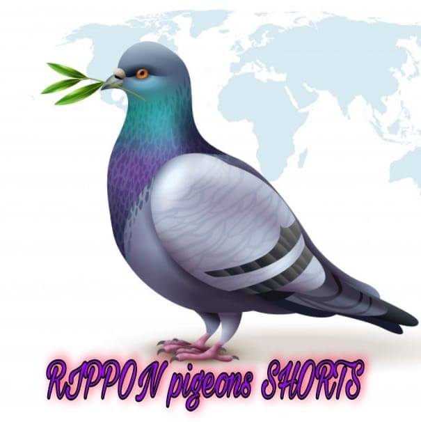 Rippon Pigeons Shorts