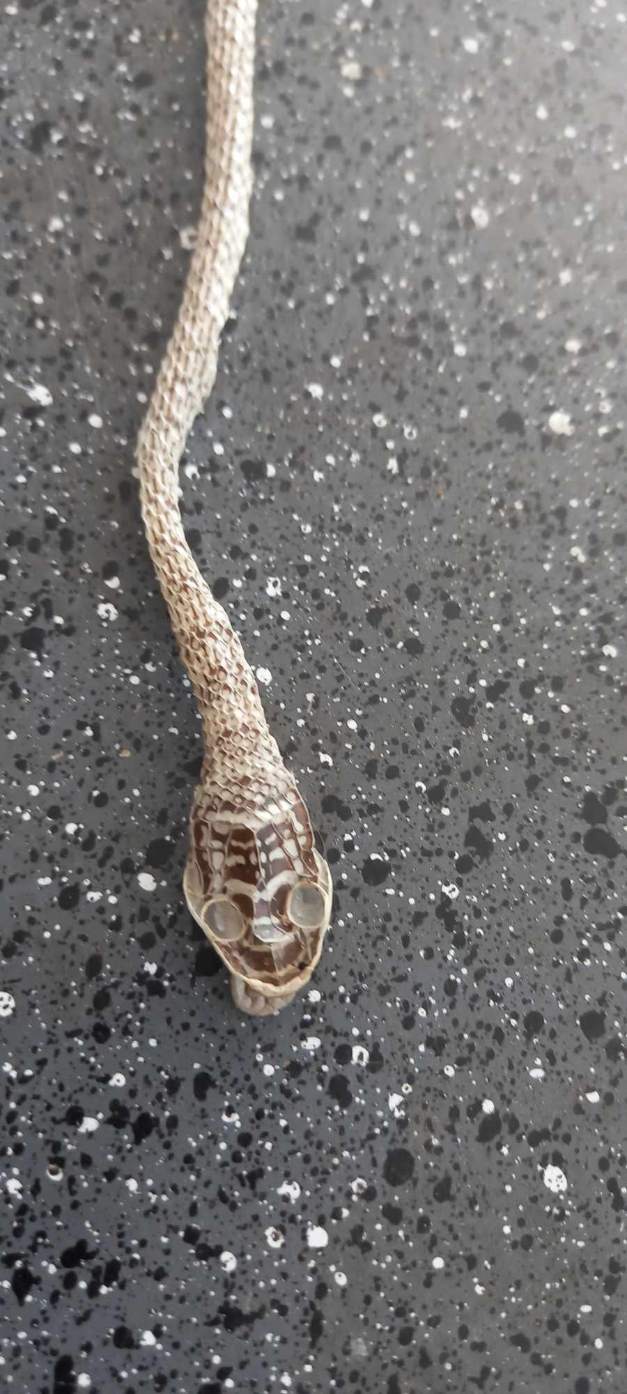 Snakes of Hua Hin | Any idea what snake this may have belonged to, it's ...