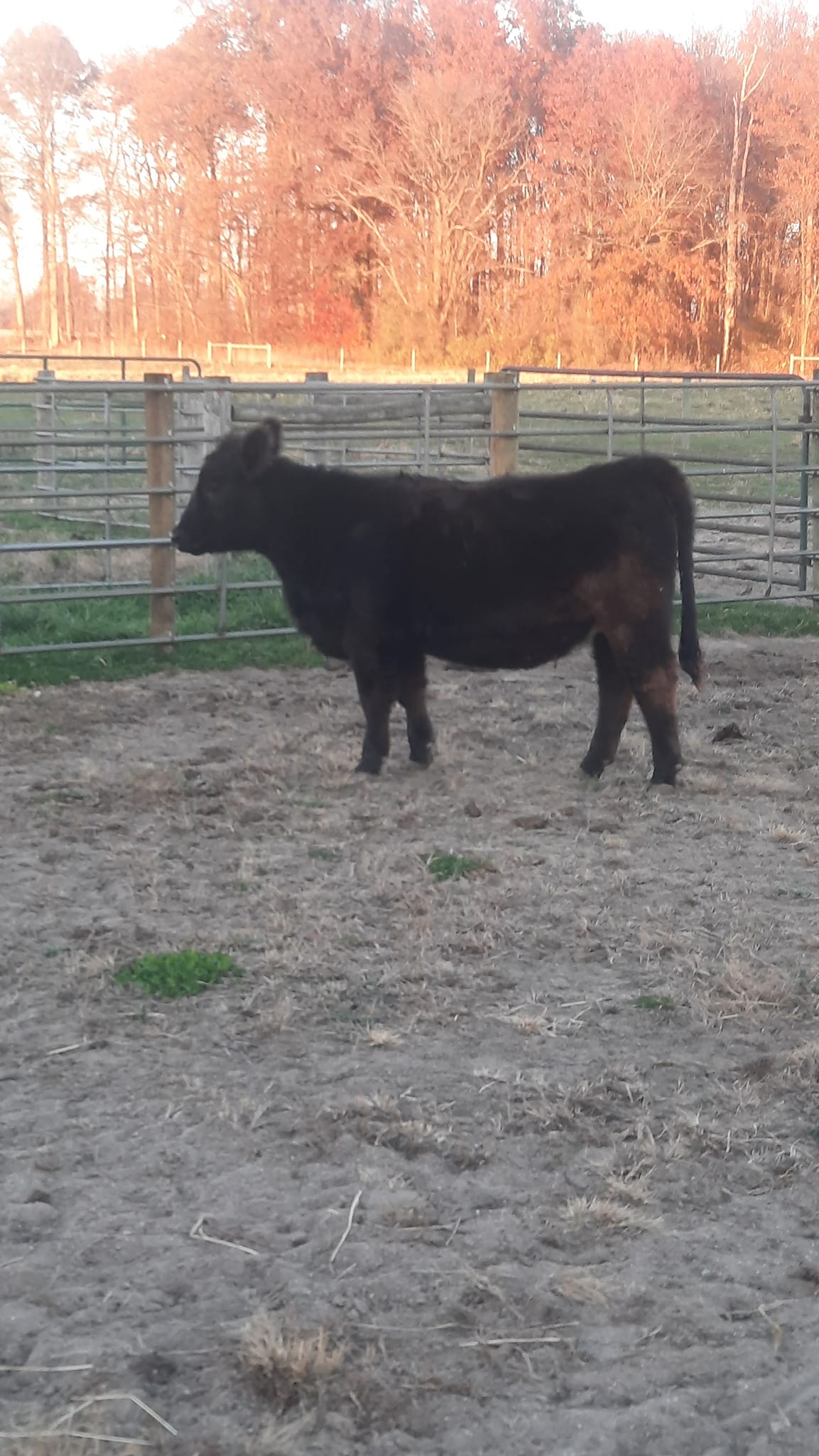 Sanders Show Cattle | Columbus IN