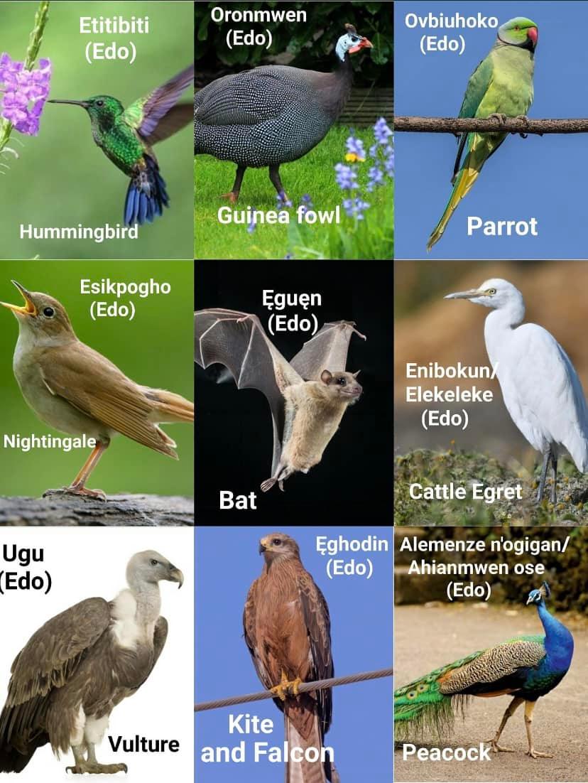 Edo names for common birds (Ahiamwen)... - Orhionmwon Native | Facebook