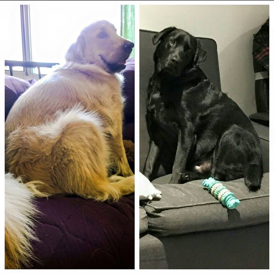 Karma & Rex