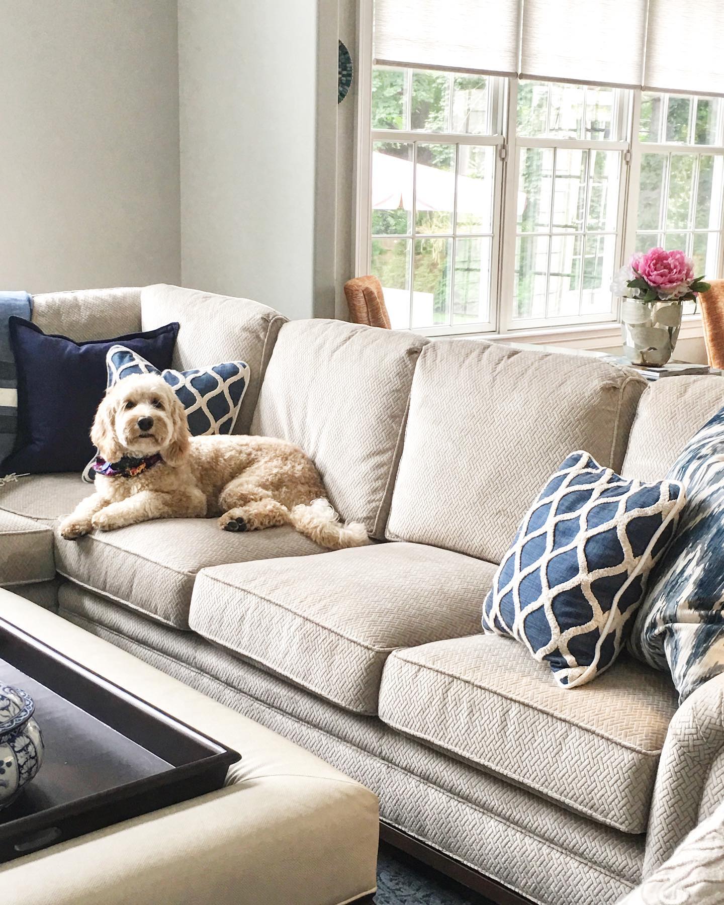 Our client’s dog on their new... - Viola Interior Design